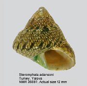 Steromphala adansonii (5)
